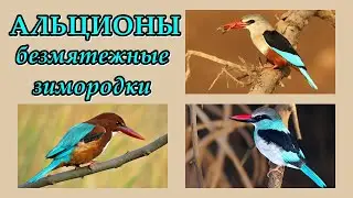 АЛЬЦИОНЫ - Безмятежные зимородки