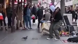 Random Pigeon dancing to Street Musician in New York | So Adorable!!!