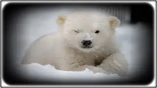 Polar Bear - Puscifer