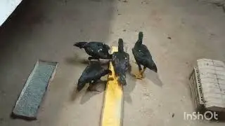ЖУ́ЖАНИ ЗУ́РЛАРИ СОТУВДА