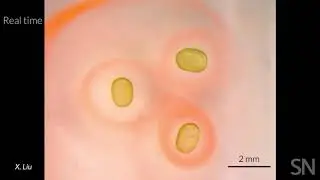 Scientists have created liquid magnets in the lab | Science News