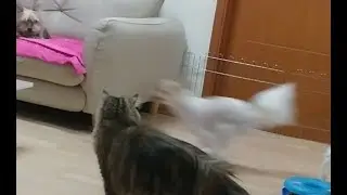 그냥 강아지 달리는 영상 ... 왜 웃긴지 모르겠씀. just  running puppy ... why??? #shorts