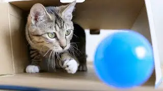 Day 80 - Cats Playing Catch Ball Together (Surprised! This is the first time to play with.)