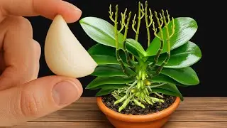 You only need 1 clove of garlic — orchids bloom all year round! ✅