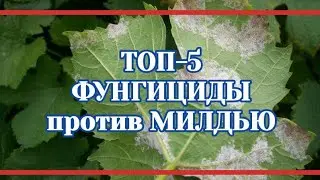 Топ-5 препараты против милдью