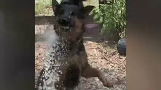 My German Shepherds