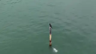 One reason why cormorants are not very popular!