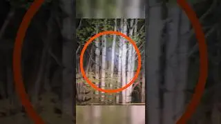¿Que vió en el bosque? 💀 #miedo #shorts