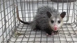 How to trap an opossum