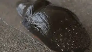 Alive Simulation