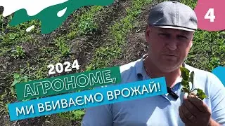 Дводольні бур'яни у посівах цукрових буряків. Як попередити? | Агрономе, ми вбиваємо врожай!