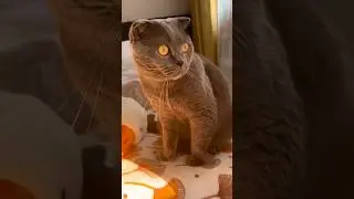 💛НЕВОЗМОЖНО НАГЛЯДЕТЬСЯ🕊️#кошки #вислоухие #кошачьяжизнь