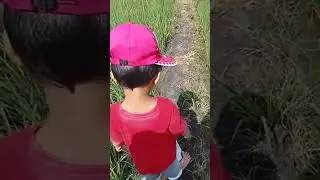 bocil ikut mancing belut di sawah#shorts #shortfeed #subscribe