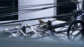 Bird on a 5G Wire