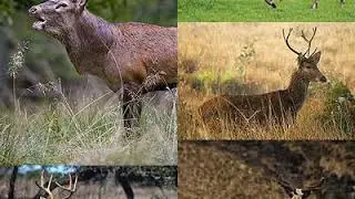Deer | Wikipedia audio article