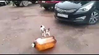 Кега собралась обратно и погналась за собакой