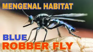 MENGENAL HABITATNYA BLUE ROBBER FLY SUPER LANGKA l  MACRO PHOTOGRAFI