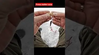 Ротан любит сало. На что клюет ротан 