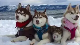3 хаски воспитывают котёнка