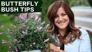 How to Grow Butterfly Bush Successfully | Proven Winners Garden Tips