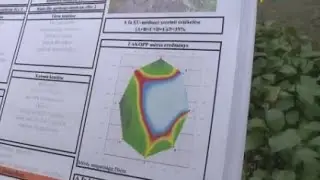 Életveszélyessé vált fákat vágnak ki a Mária úton