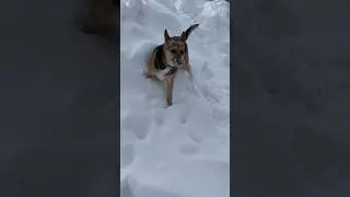 Tabby girl loves the snow! ❤️ #dog #snow #winter #snowdog #fyp #viral