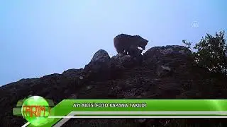 Ayı ailesi foto kapana takıldı