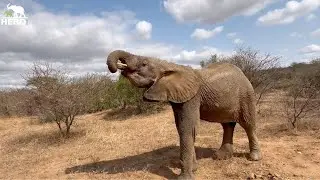 A Beautiful Close-Up Update with Albino Elephant, Khanyisa & Tigere