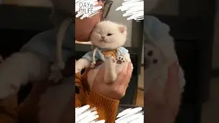#music #love #cat #cute