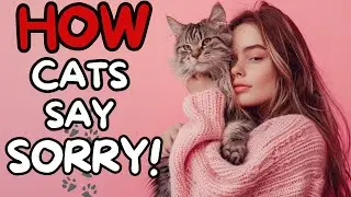 How Do Cats Say Sorry to Humans