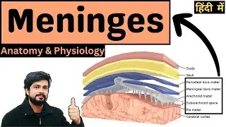 Meninges of Brain and Spinal Cord || Duramater, Arachnoid mater & Piamater in Hindi || Anatomy