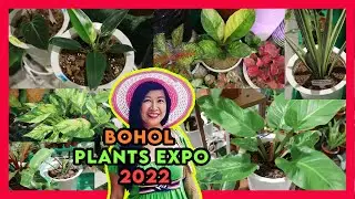 Plant Hunting na naman! at the Bohol Plant Expo