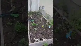 Our Garden Tour #garden #dripirrigation #diy