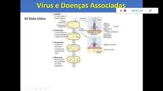 Ciclo Lítico