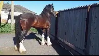 # стать #мощь и красота коня