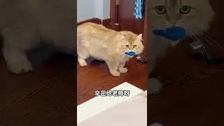 糙汉卖萌最为致命 #shorts #cat