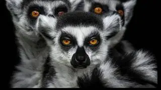 Imagical Wildlife (episode 3) - SMI 7.16