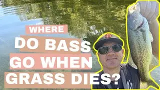 Do Bass Leave Grass the Second it Starts to Die? Let’s find out!