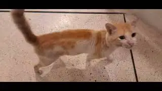 #catshorts  #bbqlove #ytshortsvideo #catlover #viralvideo