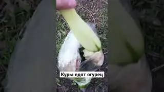 Куры 🐔 