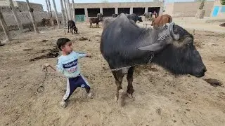 Buffalo feeding | Afternoon routines summer | Chacha Bhatija