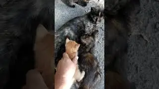 Не хочу есть, хочу гулять
