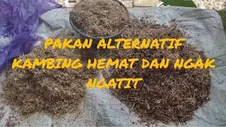 PAKAN KAMBING ALTERNATIF TAK PERLU NGARIT, BIAYA IRIT