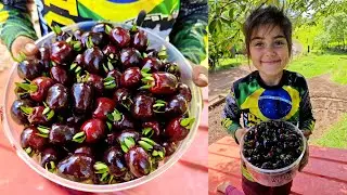 fruta nativa muito saborosa, suco de cereja do rio grande