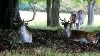 phoenix park deer