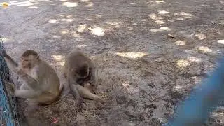 Detective BiBi helps dad take care | BiBi monkey plays friendly with Mom & Dad | Animals Life Facts