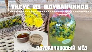 Уксус из одуванчиков. Варенье из одуванчиков, или одуванчиковый мёд