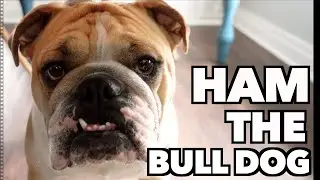 Ham the Bulldog Sound Effect Library | Dog Barks, Growls, Slobbers, Grunts, Sniffs, Snorts, & More
