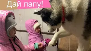 Give paw! Husky Land and Enotia in Skazka park