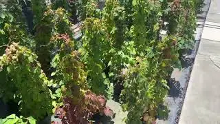 Lakewood Nursery Tour - November 2024